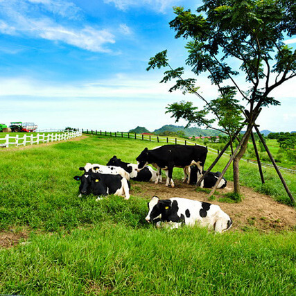 瑞穗牧場